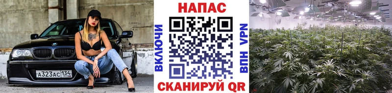 Конопля тримм  Калининск 